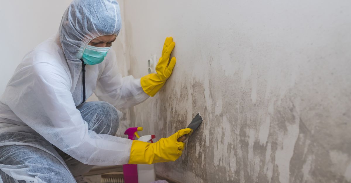 Comprehensive Guide to Mold Remediation in Milwaukee